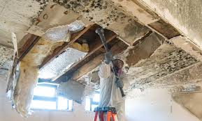 Best Mold Remediation for Healthcare Facilities in USA